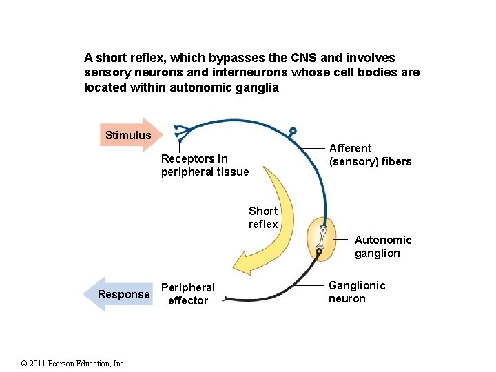 A short reflex, which bypasses the CNS and involves sensory neurons and interneurons whose