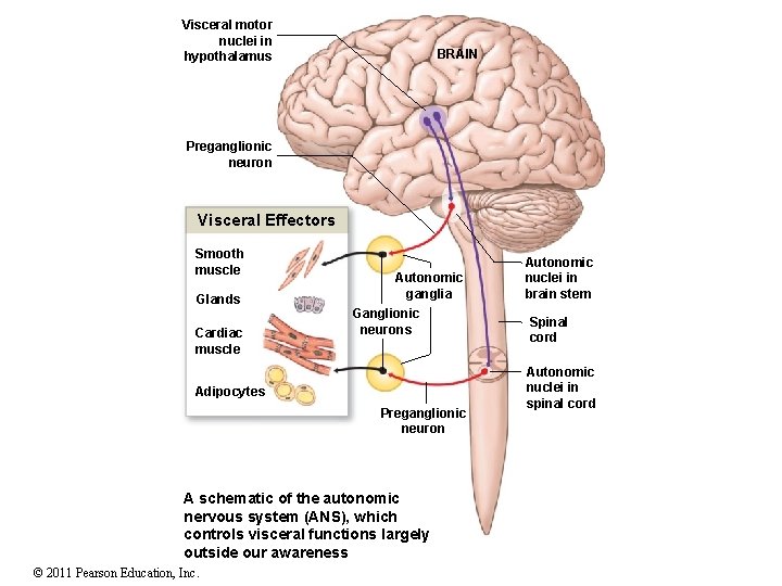 Visceral motor nuclei in hypothalamus BRAIN Preganglionic neuron Visceral Effectors Smooth muscle Glands Cardiac
