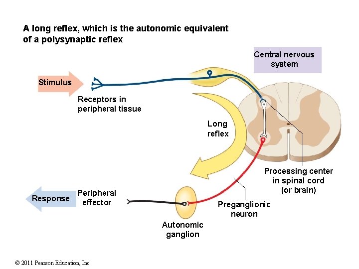 A long reflex, which is the autonomic equivalent of a polysynaptic reflex Central nervous