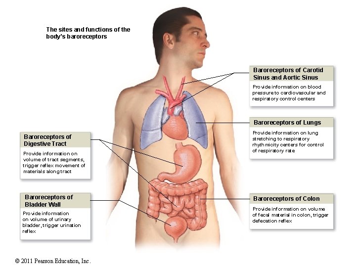 The sites and functions of the body’s baroreceptors Baroreceptors of Carotid Sinus and Aortic