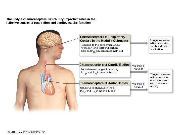 The body’s chemoreceptors, which play important roles in the reflexive control of respiration and