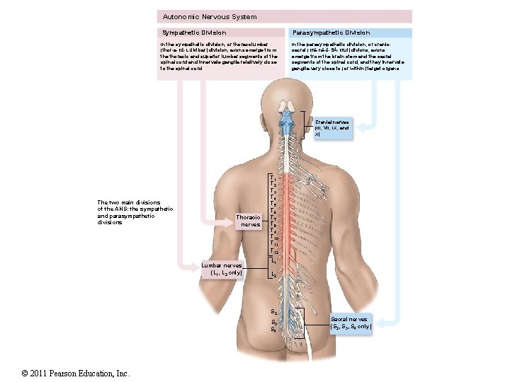 Autonomic Nervous System Sympathetic Division Parasympathetic Division In the sympathetic division, or thoracolumbar (thor-a-kō-LUM-bar)