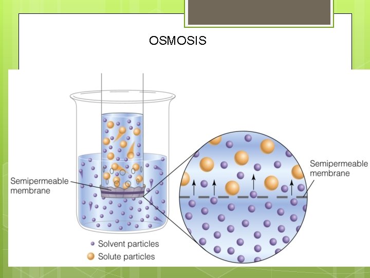 OSMOSIS 