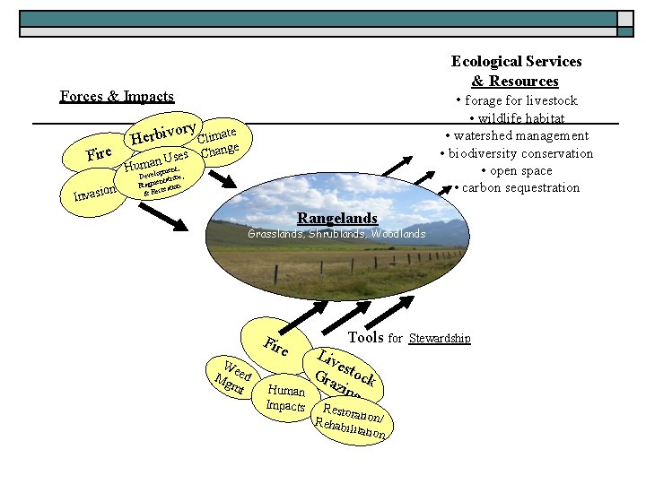 Ecological Services & Resources • forage for livestock Forces & Impacts Fire on Invasi