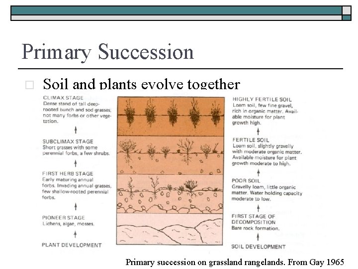 Primary Succession o Soil and plants evolve together Primary succession on grassland rangelands. From