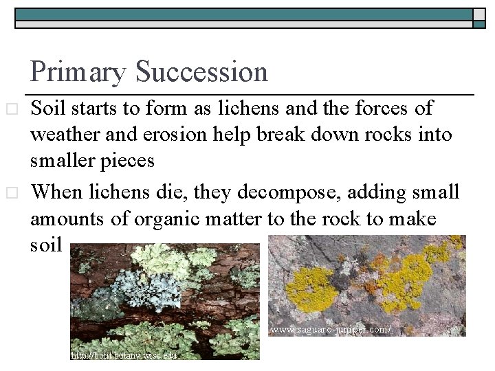 Primary Succession o o Soil starts to form as lichens and the forces of