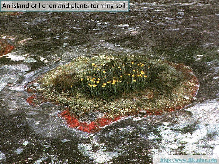 An island of lichen and plants forming soil http: //www. life. uiuc. edu 