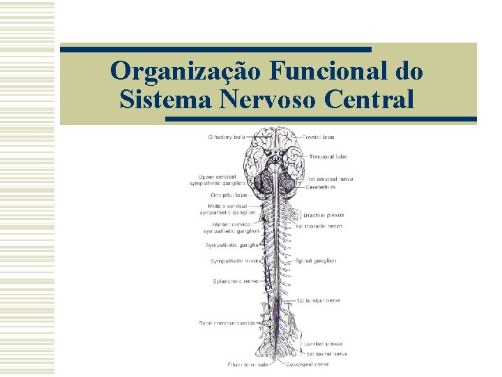 Organização Funcional do Sistema Nervoso Central 