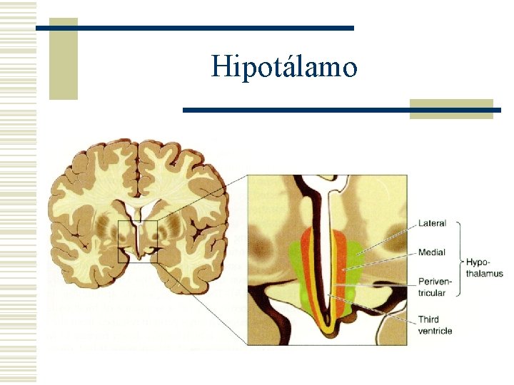 Hipotálamo 