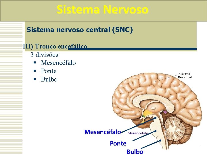 Sistema Nervoso Sistema nervoso central (SNC) III) Tronco encefálico 3 divisões: § Mesencéfalo §