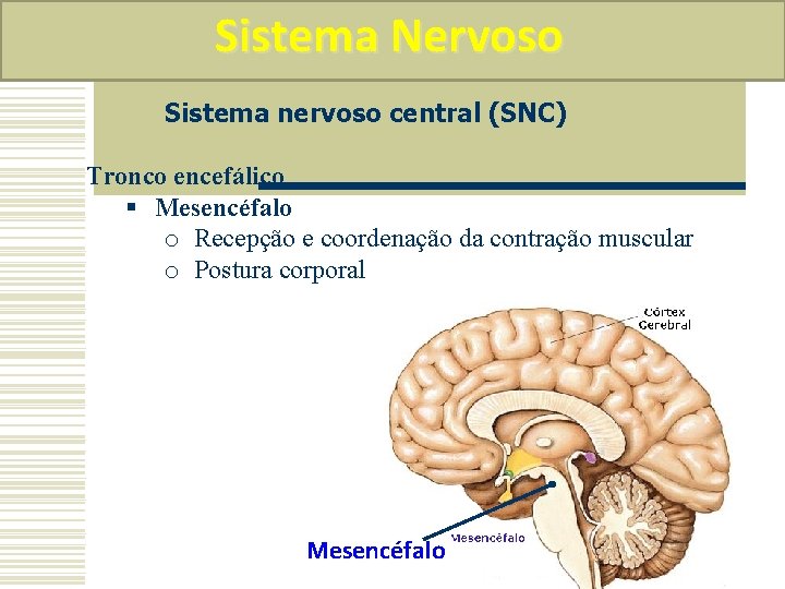 Sistema Nervoso Sistema nervoso central (SNC) Tronco encefálico § Mesencéfalo o Recepção e coordenação