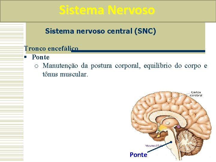 Sistema Nervoso Sistema nervoso central (SNC) Tronco encefálico § Ponte o Manutenção da postura