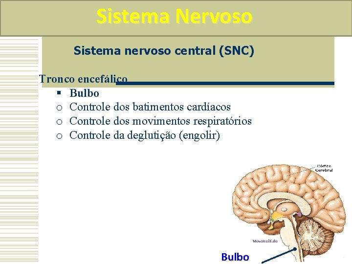 Sistema Nervoso Sistema nervoso central (SNC) Tronco encefálico § Bulbo o Controle dos batimentos