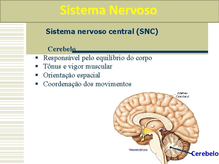 Sistema Nervoso Sistema nervoso central (SNC) § § Cerebelo Responsável pelo equilíbrio do corpo