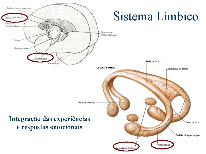 Sistema Límbico Colunes of fornix Integração das experiências e respostas emocionais 