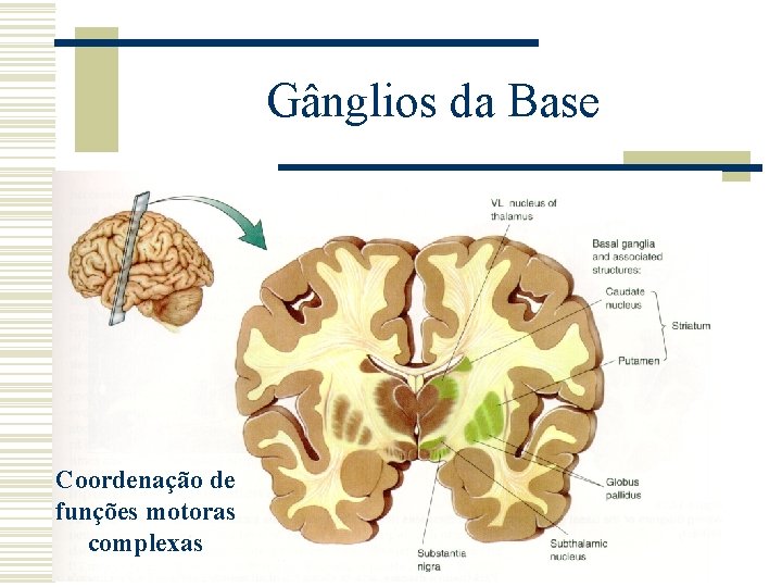 Gânglios da Base Coordenação de funções motoras complexas 