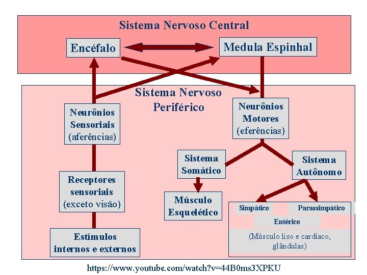 Sistema Nervoso Central Medula Espinhal Encéfalo Neurônios Sensoriais (aferências) Sistema Nervoso Periférico Receptores sensoriais