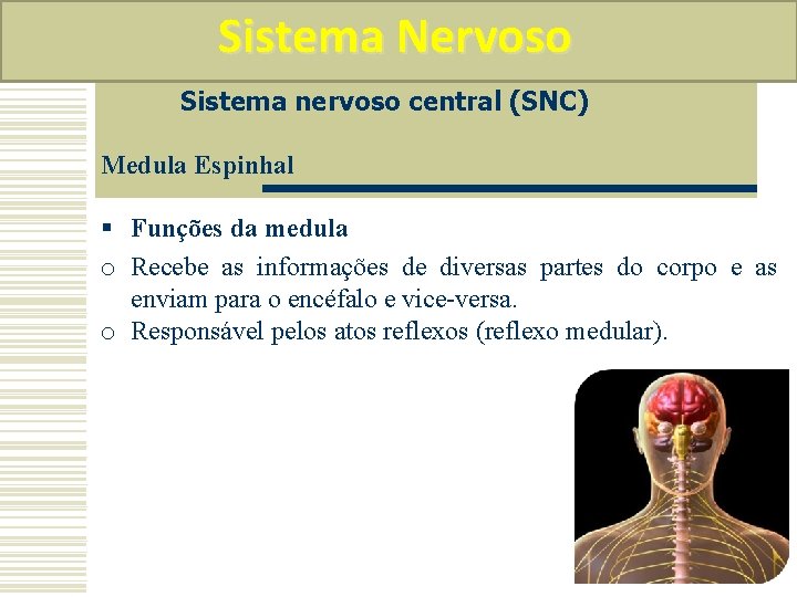 Sistema Nervoso Sistema nervoso central (SNC) Medula Espinhal § Funções da medula o Recebe