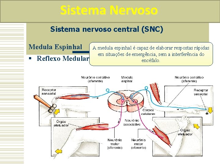 Sistema Nervoso Sistema nervoso central (SNC) Medula Espinhal § Reflexo Medular A medula espinhal