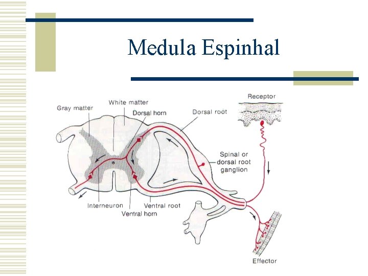 Medula Espinhal 