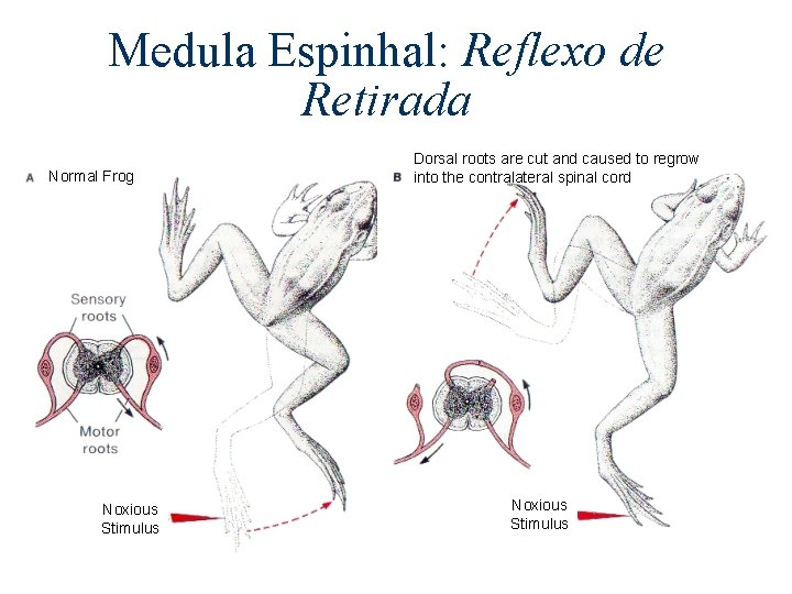 Medula Espinhal: Reflexo de Retirada Normal Frog Noxious Stimulus Dorsal roots are cut and
