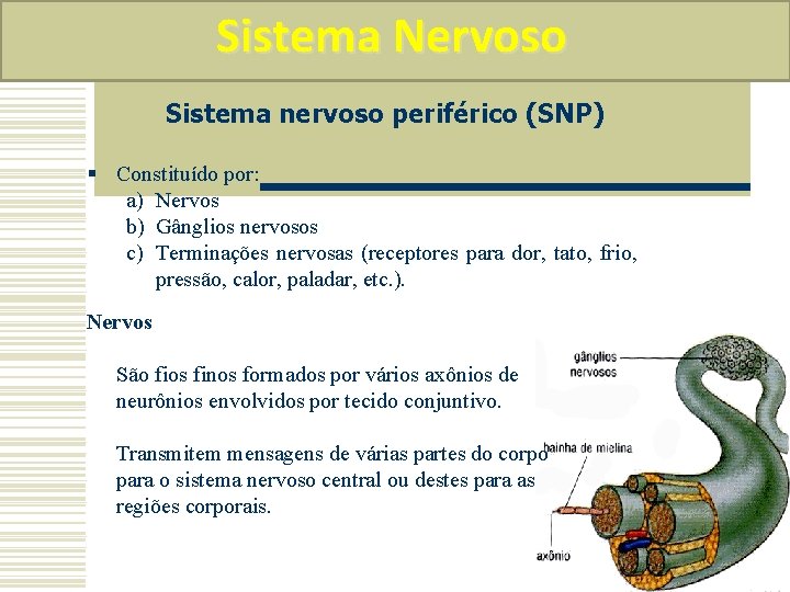 Sistema Nervoso Sistema nervoso periférico (SNP) § Constituído por: a) Nervos b) Gânglios nervosos