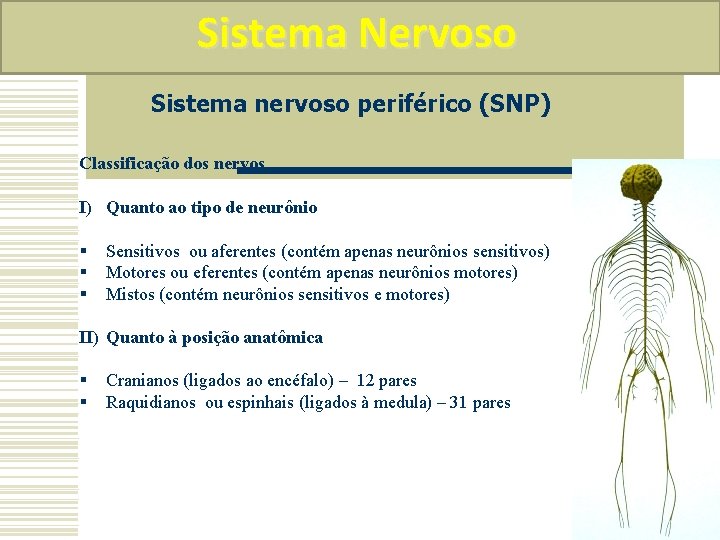 Sistema Nervoso Sistema nervoso periférico (SNP) Classificação dos nervos I) Quanto ao tipo de