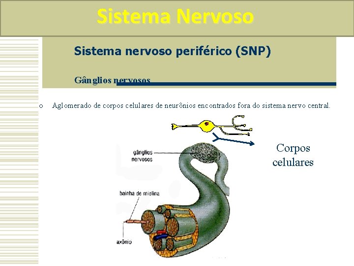Sistema Nervoso Sistema nervoso periférico (SNP) Gânglios nervosos o Aglomerado de corpos celulares de