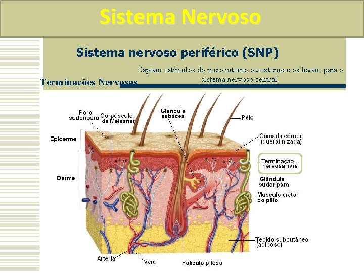 Sistema Nervoso Sistema nervoso periférico (SNP) Terminações Captam estímulos do meio interno ou externo