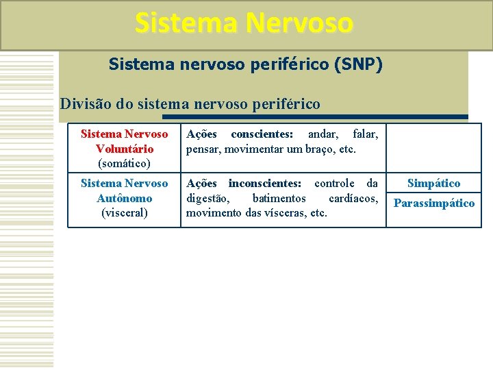 Sistema Nervoso Sistema nervoso periférico (SNP) Divisão do sistema nervoso periférico Sistema Nervoso Voluntário