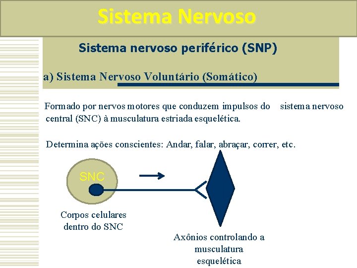 Sistema Nervoso Sistema nervoso periférico (SNP) a) Sistema Nervoso Voluntário (Somático) Formado por nervos