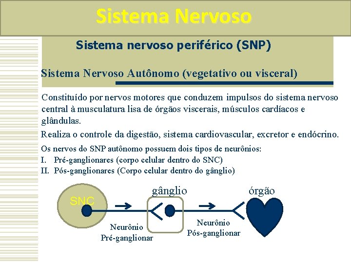 Sistema Nervoso Sistema nervoso periférico (SNP) Sistema Nervoso Autônomo (vegetativo ou visceral) Constituído por