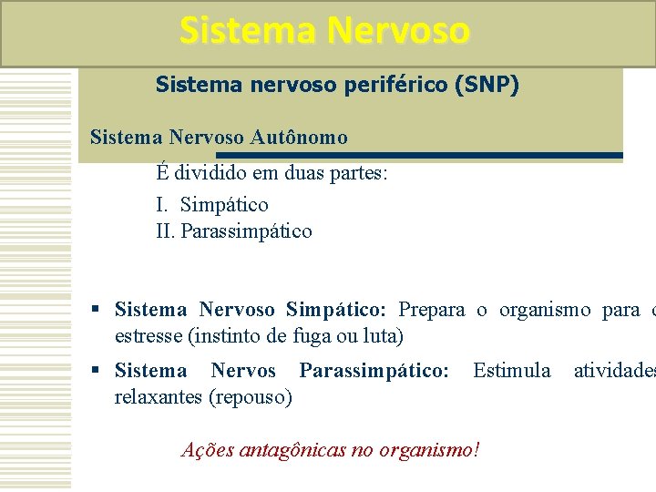 Sistema Nervoso Sistema nervoso periférico (SNP) Sistema Nervoso Autônomo É dividido em duas partes: