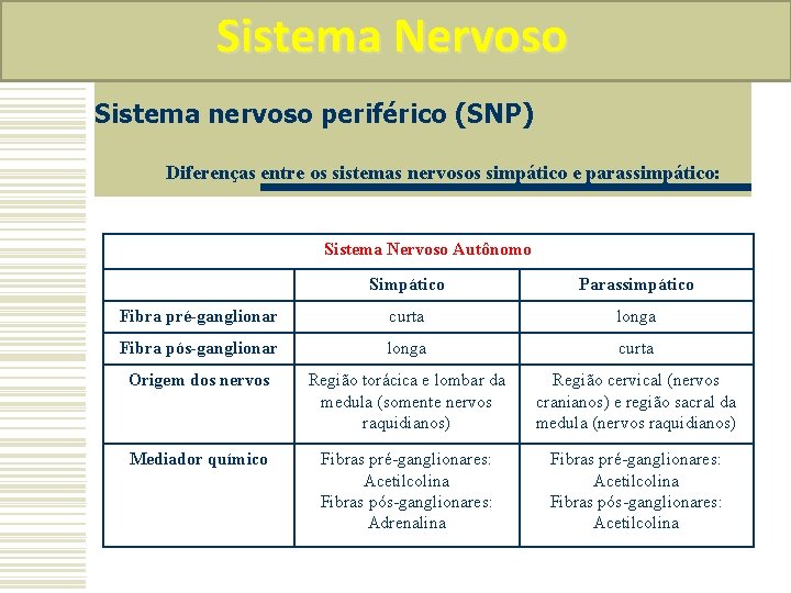 Sistema Nervoso Sistema nervoso periférico (SNP) Diferenças entre os sistemas nervosos simpático e parassimpático: