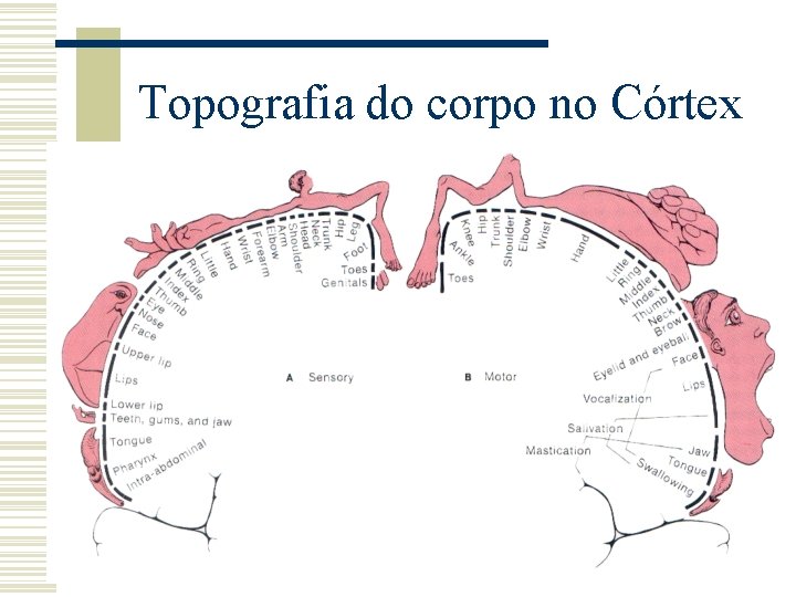 Topografia do corpo no Córtex 