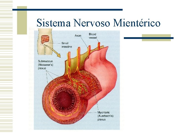 Sistema Nervoso Mientérico 