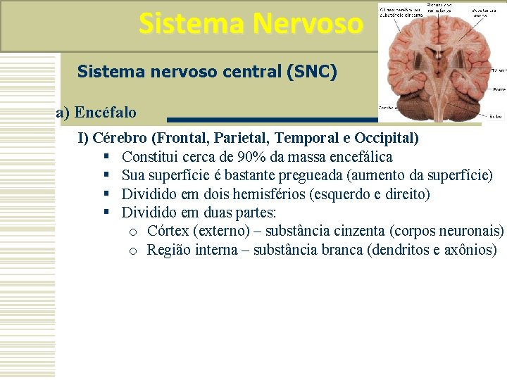 Sistema Nervoso Sistema nervoso central (SNC) a) Encéfalo I) Cérebro (Frontal, Parietal, Temporal e