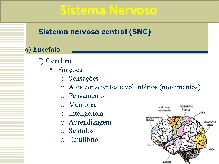 Sistema Nervoso Sistema nervoso central (SNC) a) Encéfalo I) Cérebro § Funções: o Sensações