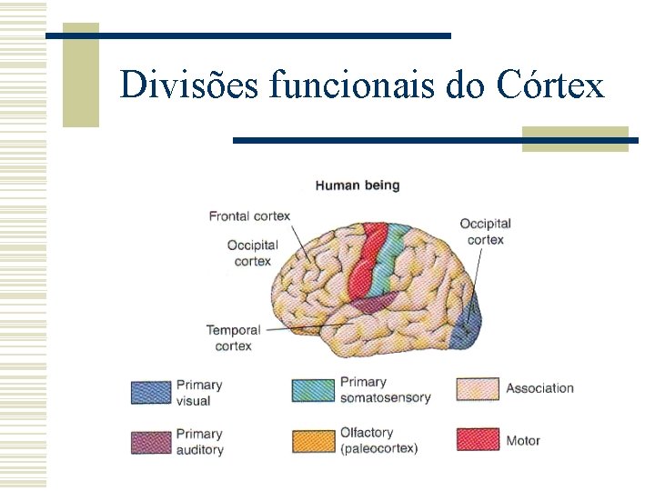 Divisões funcionais do Córtex 