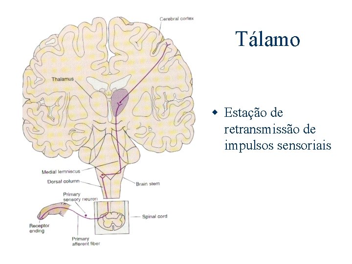 Tálamo w Estação de retransmissão de impulsos sensoriais 