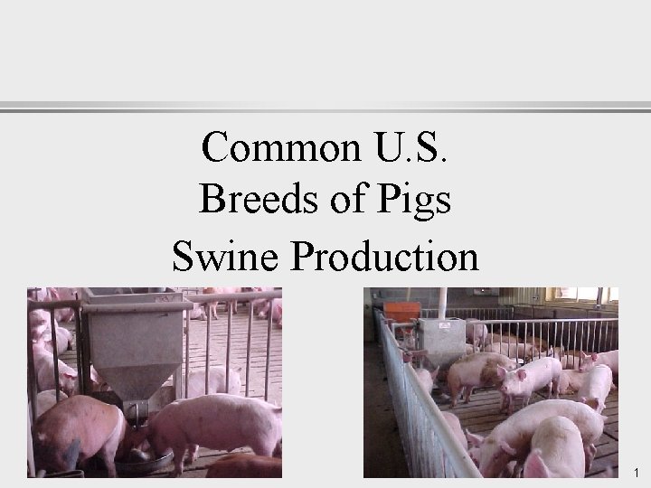 Common U. S. Breeds of Pigs Swine Production 1 