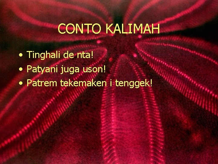 CONTO KALIMAH • Tinghali de nta! • Patyani juga uson! • Patrem tekemaken i