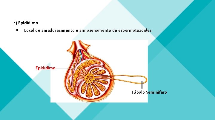 c) Epidídimo § Local de amadurecimento e armazenamento de espermatozoides. Epidídimo Túbulo Seminífero c) Epidídimo § Local de amadurecimento e armazenamento de espermatozoides. Epidídimo Túbulo Seminífero