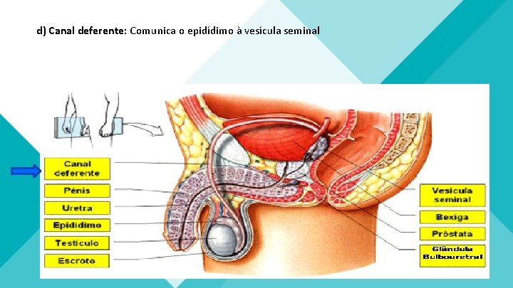 d) Canal deferente: Comunica o epidídimo à vesícula seminal d) Canal deferente: Comunica o epidídimo à vesícula seminal