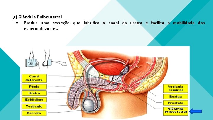 g) Glândula Bulbouretral § Produz uma secreção que lubrifica o canal da uretra e g) Glândula Bulbouretral § Produz uma secreção que lubrifica o canal da uretra e