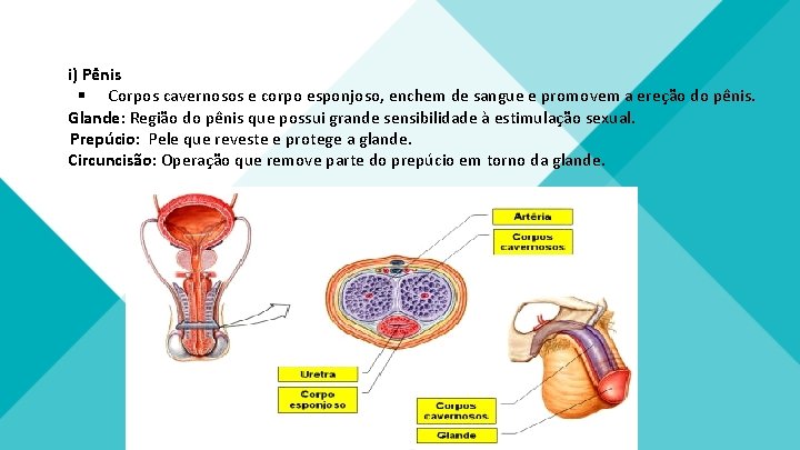 i) Pênis § Corpos cavernosos e corpo esponjoso, enchem de sangue e promovem a i) Pênis § Corpos cavernosos e corpo esponjoso, enchem de sangue e promovem a