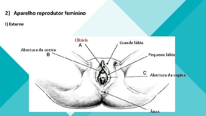 2) Aparelho reprodutor feminino I) Externo Abertura da uretra B Clitóris A Grande lábio 2) Aparelho reprodutor feminino I) Externo Abertura da uretra B Clitóris A Grande lábio