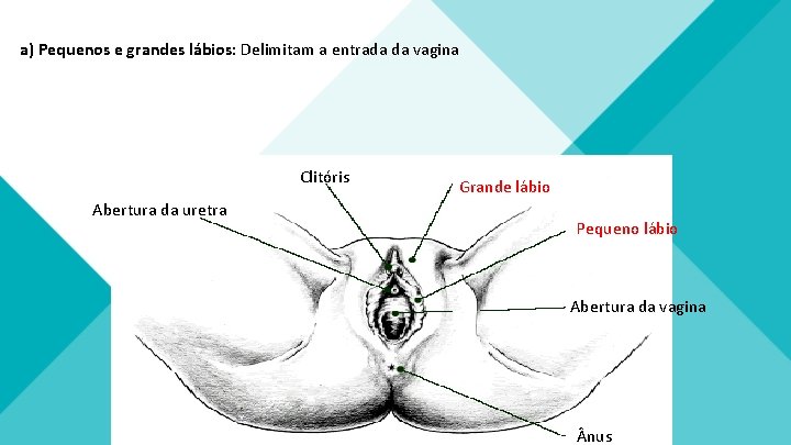 a) Pequenos e grandes lábios: Delimitam a entrada da vagina Clitóris Abertura da uretra a) Pequenos e grandes lábios: Delimitam a entrada da vagina Clitóris Abertura da uretra