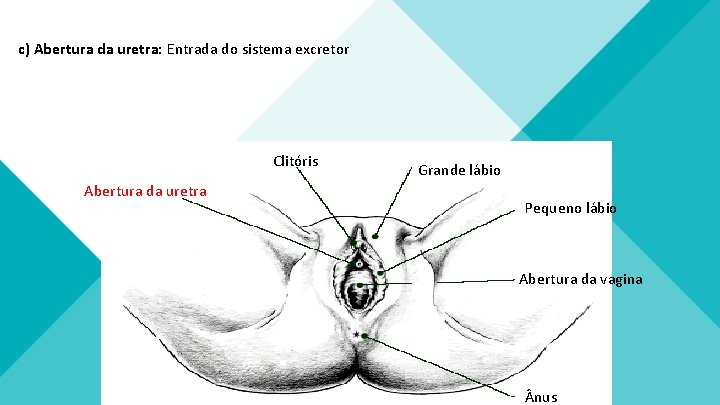 c) Abertura da uretra: Entrada do sistema excretor Clitóris Abertura da uretra Grande lábio c) Abertura da uretra: Entrada do sistema excretor Clitóris Abertura da uretra Grande lábio