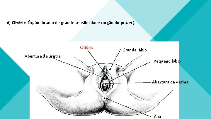 d) Clitóris: Órgão dotado de grande sensibilidade (órgão do prazer) Clitóris Abertura da uretra d) Clitóris: Órgão dotado de grande sensibilidade (órgão do prazer) Clitóris Abertura da uretra